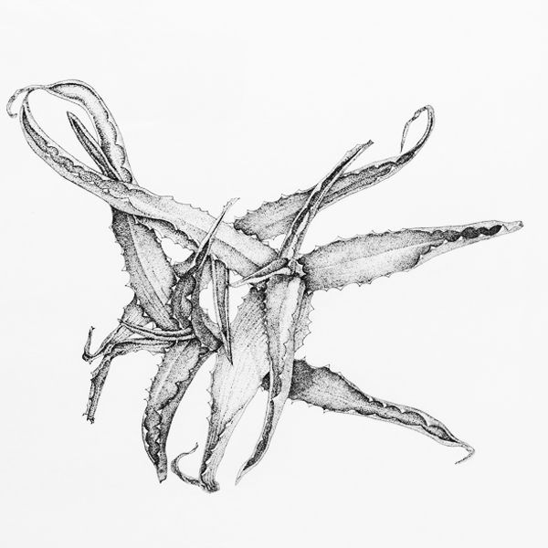 aloe plant final illustraton