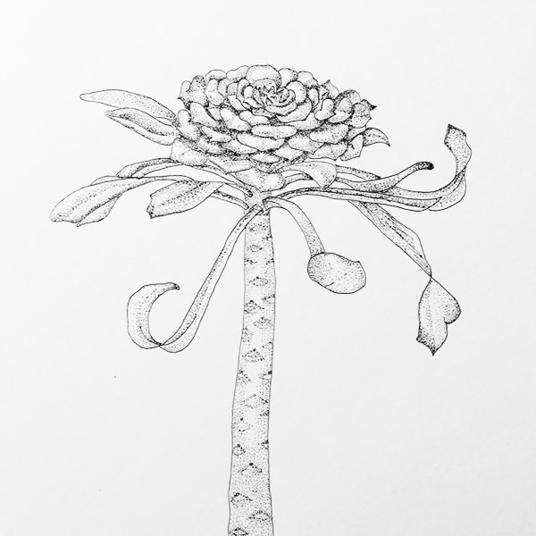 succulent final pen illustration
