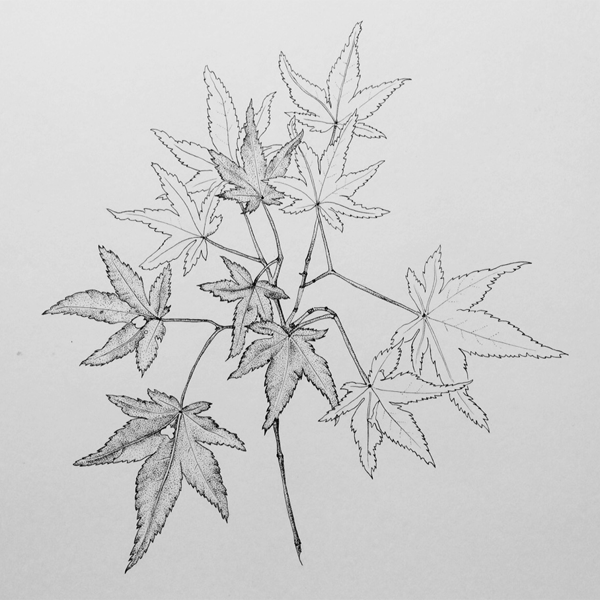 japanese maple pen illustration final