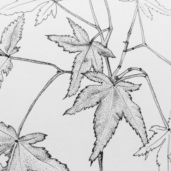 japanese maple pen illustration crop