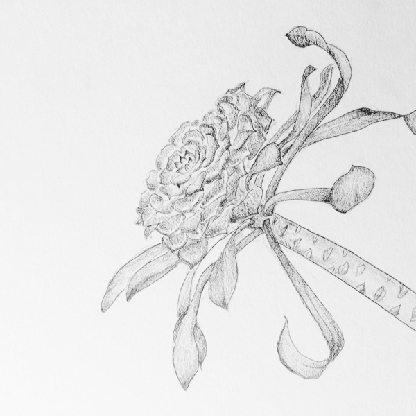 succulent pencil drawing crop