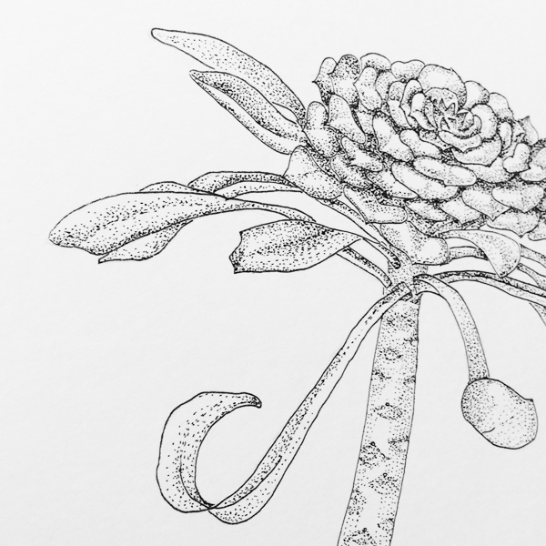 succulent pen illustration crop
