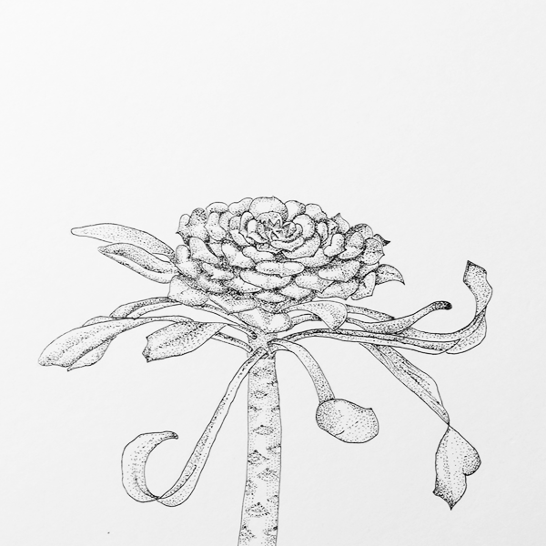 succulent pen illustration final